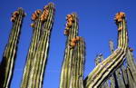 Pachycereus Pecten Aboriginum